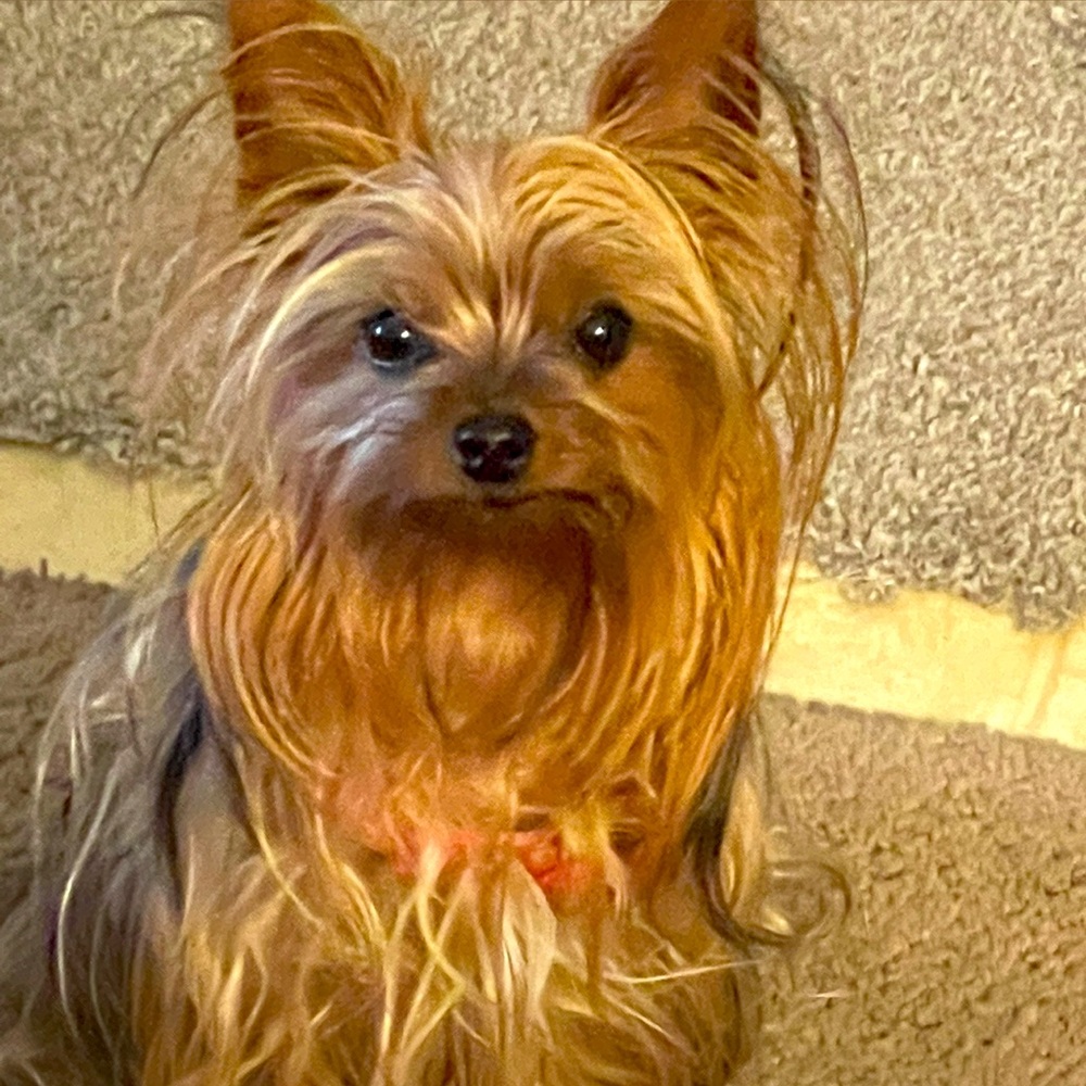 Meet your Posher, Leslie